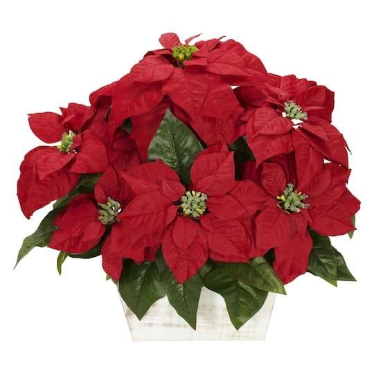 16.5" Potted Poinsettia In White Washed Planter 2 16.5" Potted Poinsettia In White Washed Planter - Image 2