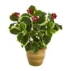 14" Variegated Holly Plant In Ceramic Planter
