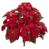 24" Red Poinsettia Plant Set