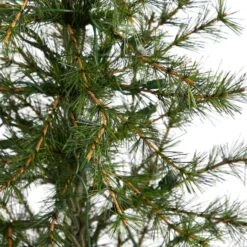 3ft. Pre-Lit Artificial Christmas Tree In Burlap Base, Clear LED Lights 16 3ft. Pre-Lit Artificial Christmas Tree In Burlap Base, Clear LED Lights -Northlight Sale Store D478823S 5